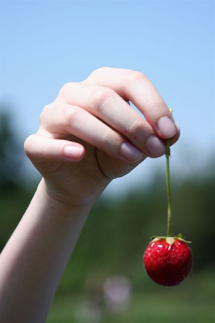 "Strawberry Picking" #BonnieBlanton #photography #strawberry #hand #picking Hand Picking Up Something Reference, Holding Strawberry, June Colors, Strawberry Fields Forever, Strawberry Picking, Fruit Picking, Hand Photography, Virtuous Woman, Hand Reference