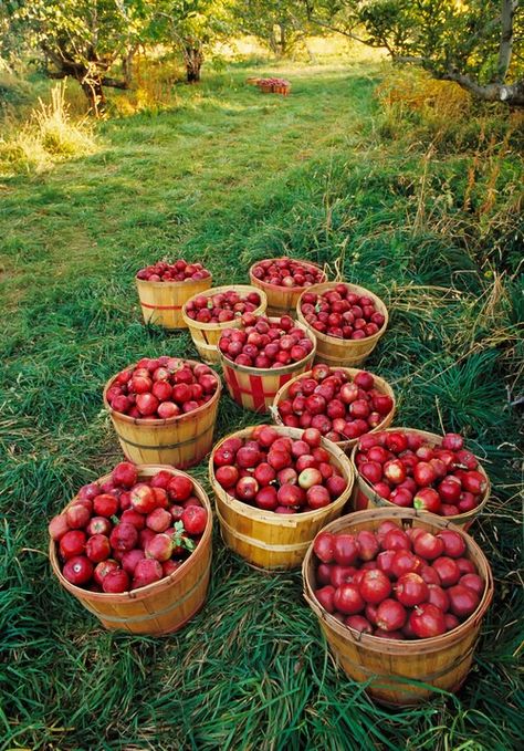 There are plenty of apple orchards near by to go apple picking. Fill up your baskets with Minnesota's own Honeycrisps at Ecker's Apple Farm in Trempealeau, WI, Ferguson's Orchard in Lake City or Southwind Orchards in Dakota. Apple Harvest, Down On The Farm, Apple Orchard, Harvest Time, Fabulous Fall, Apple Picking, Autumn Beauty, Fall Favorites, The Grass