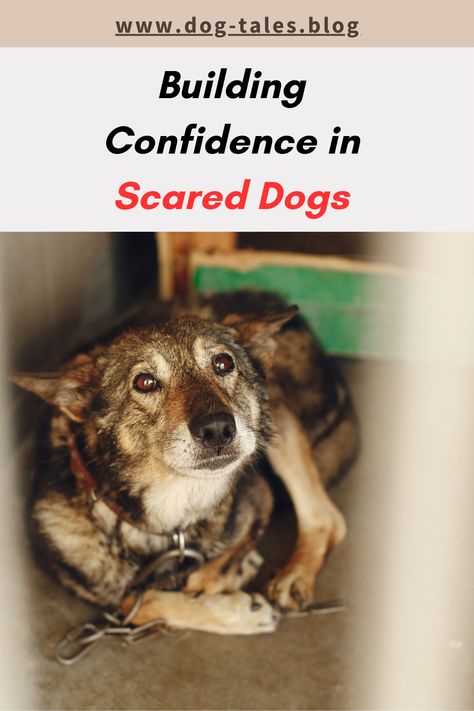 Is your rescue dog scared and unsure? 🐕 Learn how to build confidence in dogs with our expert advice and dog behavior training tips. 🐾 Save this pin to help your dog adapt and thrive in their new home! 💖 Training Rescue Dogs, Rescue Dog Training Tips, Dog Scared, Scared Dog, Learn To Trust Again, Dog Emotions, How To Build Confidence, Scary Sounds, Socializing Dogs