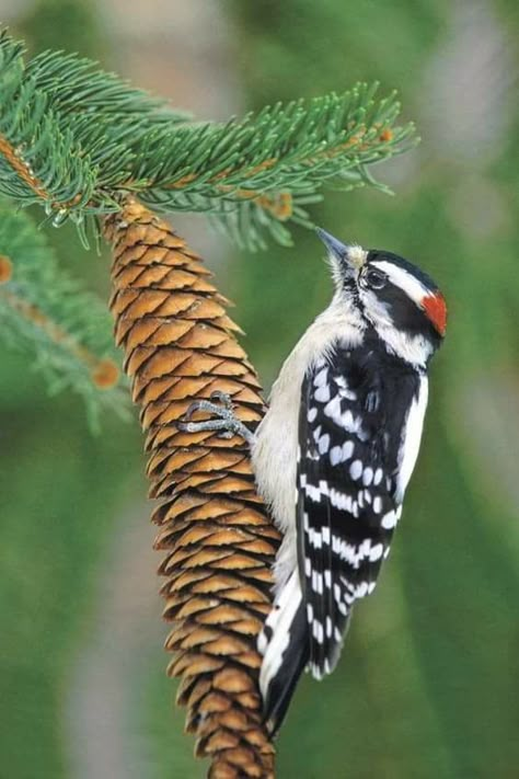 Birds For Kids, Black Swans, Norway Spruce, Downy Woodpecker, Tyler Tx, Green World, Woodpeckers, Bird Watcher, Winter Animals