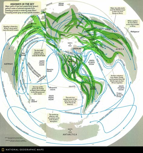 Bird Migration Map, Coastal Birds, Bird Migration, Animal Facts, Hawaiian Islands, Science And Nature, Geography, The Sky, Image Search