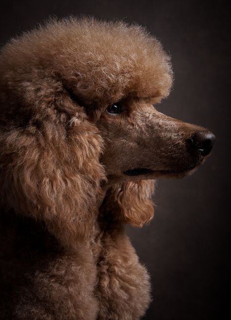 Standard Poodle Photography, Poodle Reference, Poodle Photoshoot, Poodle Photography, Dog Grooming Salon Ideas, Poodle Portrait, Giant Poodle, Animal Drawing Reference, Grooming Salon Ideas