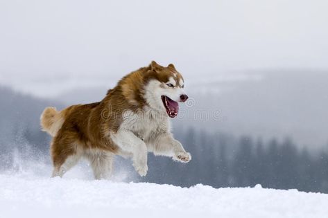 Husky Running, Eight Below, Siberian Husky Facts, Malamute Husky, Alaskan Husky, Really Cute Dogs, Dog Vector, Snow Dogs, Alaskan Malamute