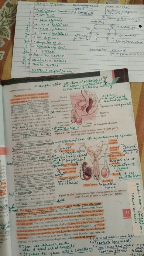 Bio Student Aesthetic, Study Snaps, Human Reproduction, Bio Notes, Biochemistry Notes, Neet Notes, Biology Diagrams, Learn Biology, Notes Life