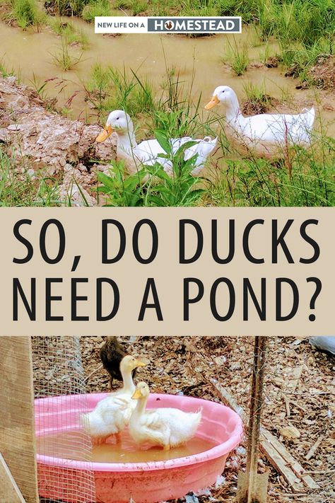 Ducks older than a few weeks absolutely need a pond or a kiddie pool to clean themselves up and keep cool. here's what you should know. #ducks #homesteading #livestock Plastic Baby Pool, Ducks Vs Chickens, Duck Waterer, Keeping Ducks, Diy Ponds Backyard, Ducks And Geese, Backyard Ducks, Backyard Animals, Duck Coop