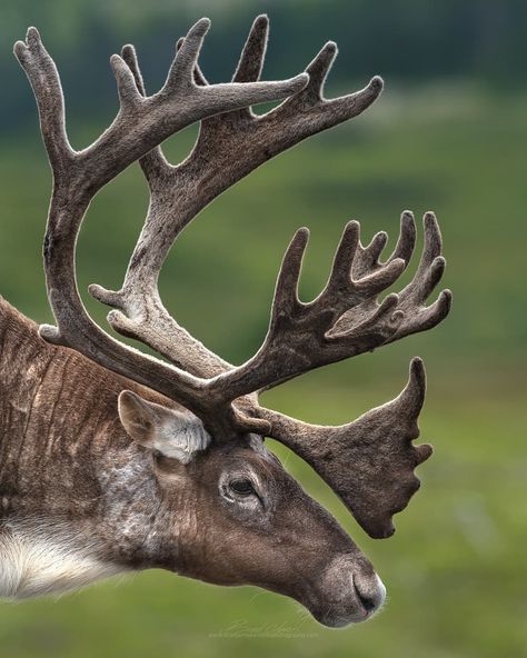 During my encounter a few weeks ago with two large Woodland Caribou I wanted to capture a portrait of each showing off their impressive… Caribou Animal, Caribou Hunting, Pet Portraits Photography, Wild Animals Photography, Animal Study, Deer Art, Mule Deer, Arctic Animals, Wildlife Photos