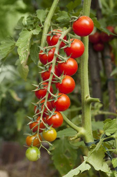 A splendid variety, yielding an abundance of bite-sized fruits which are deliciously sweet and juicy. It matures early producing long trusses of tomatoes. For best results this variety requires stalking. These juicy tomatoes are slightly smaller than your traditional cherry tomato. This Tomato is easy to grow which makes it perfect for kids! Excellent source of Vitamin C, A and E, potassium, fibre and antioxidants. Cooking Tip: Perfect for school lunch boxes, salads, snacks and hot dishes. School Lunch Boxes, Tomato Fertilizer, Cherry Tomato Plant, Seed Raising, Vegetable Bed, Plant Tattoo, Culinary Herbs, Hot Dishes, Juicy Tomatoes