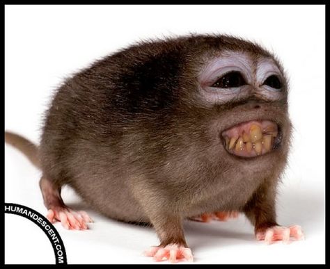 Monkey-rat hybrid Ugly Monkey, Animal Mashups, Bizarre Animals, Animal Experiments, Ugly Animals, Fake Animals, Cute Rats, Pet Monkey, Monkeys Funny