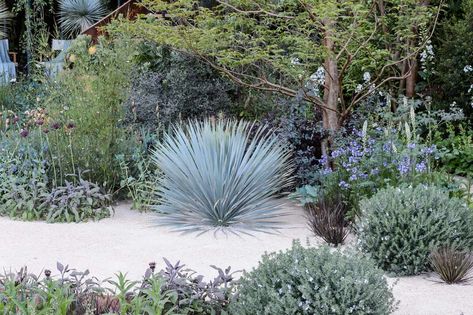 Yucca rostrata rostrata growing in a gravel garden Garden Shrubs Evergreen, Small Garden Shrubs, Gravel Garden Ideas, Mediterranean Garden Ideas, Sustainable Garden Design, Gravel Gardens, Dry Gardens, Yucca Rostrata, Mediterranean Garden Design