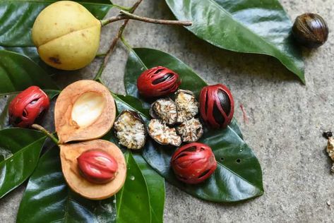 The nutmeg tree, also known by its botanical name Myristica fragrans, is indigenous to Banda, the largest of Indonesia's Molucca spice islands Nutmeg Tree, Myristica Fragrans, Spice Island, Ceylon Cinnamon, Spices And Herbs, Curry Leaves, Seed Pods, Latte Art, Southeast Asia