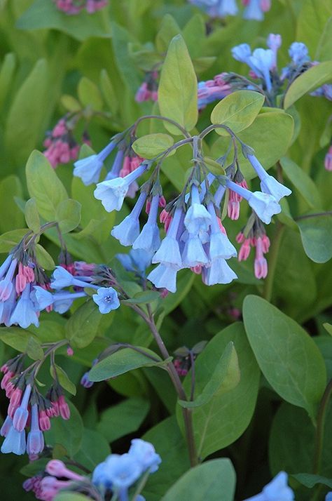 Virginia Bluebells (Mertensia virginica) at Bayside Garden Center Heuchera Americana, Native Plant Landscape, Coral Bells Heuchera, Virginia Bluebells, Making Lists, Pollinator Plants, Blue Bell Flowers, Native Plant Gardening, Coral Bells