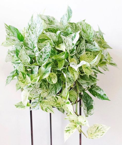 Stamen & Stem Plants 🌿 sur Instagram : The trick to keeping vining plants like this Marble Queen pothos (Epipremnum aureum ‘Marble Queen’) full? Pinching tips + pruning long… Water Plants Indoor, Vining Plants, Marble Queen, Marble Queen Pothos, Epipremnum Aureum, Plant Goals, Plant Book, Pothos Plant, Plant Aesthetic