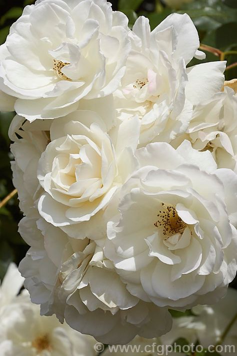 Rosa Iceberg Photo Flower Encyclopedia, Floribunda Roses, Pictures Of Plants, Nature Vibes, Long Flowers, Rose Photo, Roses Drawing, Rose Photos, Plant Pictures