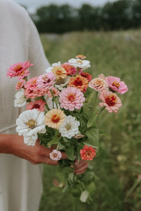 Zinnia Garden, Zinnia Elegans, Zinnia Flowers, Buy Seeds, Flower Farmer, Cut Flower Garden, Flower Therapy, Cream Flowers, Flowers Online