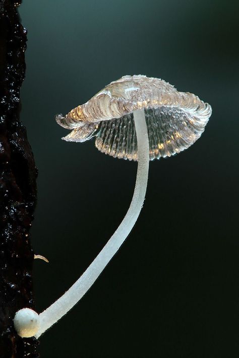 White Spotted Jellyfish, Spotted Jellyfish, Skeleton Flower, Mushroom Plant, Mushroom Pictures, Plant Fungus, Mushroom Hunting, Mushroom Fungi, Glass Mushrooms