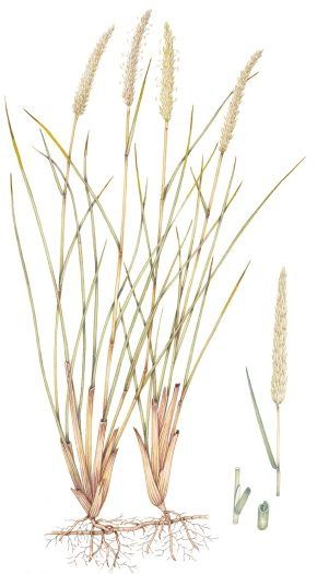 Marram grass 2 Ammophila arenaria - Lizzie Harper Lizzie Harper, Illustration Techniques, 4th November, Watercolour Illustration, Painting Workshop, Botanical Watercolor, Scientific Illustration, Painted Boxes, On October 3rd