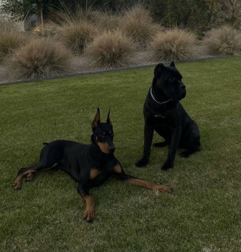 Black Dogs, Cane Corso, Doberman, The World, Dogs, Green, Photography, Black