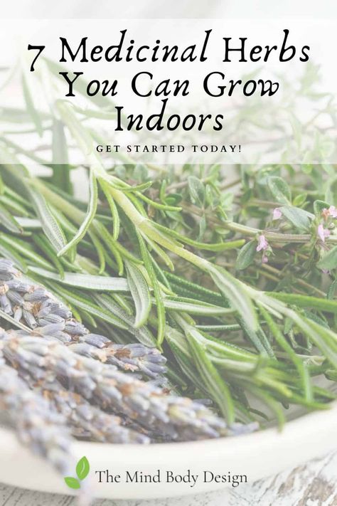 Seven Medicinal Herbs You Can Grow Indoors - Using herbs medicinally is as easy as ordering essential oils from your favorite resource. If you’re ready to take it to the next level, you can grow many medicinal herbs indoors at home. #herbs #herbalmedicine Medicinal Gardening, Plant Witch, Tea For Digestion, Herbs To Grow, Growing Herbs Indoors, Diy Herbal Remedies, Thyme Essential Oil, Medicinal Herbs Garden, Medical Herbs