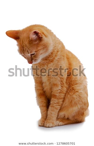 Find Ginger Cat Sitting Looking Down Isolated stock images in HD and millions of other royalty-free stock photos, illustrations and vectors in the Shutterstock collection. Thousands of new, high-quality pictures added every day. Cat Sitting Drawing Reference, Cat Looking Down Reference, Cat Pushing Things Off Table, Cat Sitting Illustration, Cat Looking Sideways, Cat Looking Down, Cat Sitting Reference, Cat Sitting Down, Ginger Cat Art