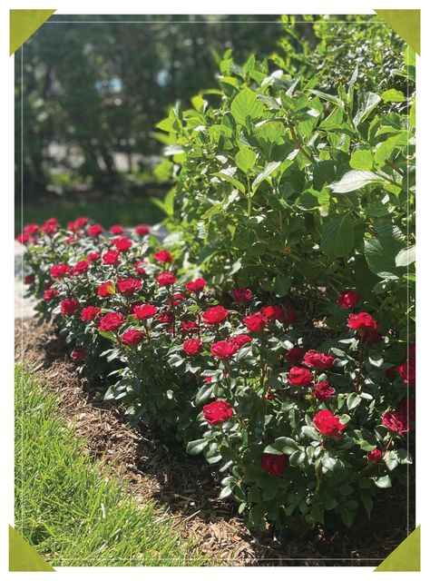 Petite Knockout Roses Landscaping, Knockout Roses In Landscaping Ideas, Petite Knockout Roses, Knock Out Roses Landscape Ideas, Knockout Roses In Landscaping, Double Knockout Roses, Knock Out Roses, Rose Plant Care, Florida Landscape