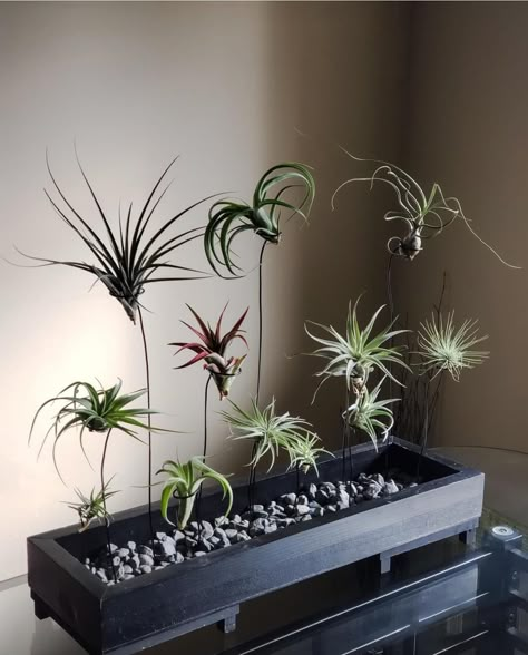 Plant Decor For Wall, Minimalist Apartment With Plants, Airplants Display Ideas, Air Plant Art, Air Plants Diy, Air Plant Garden, Plant Display Ideas, Air Plants Decor, Air Plants Care