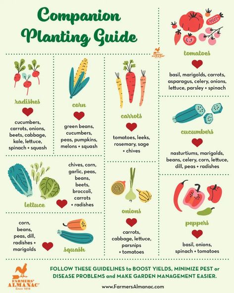 Tomato Benefits, Companion Planting Guide, Companion Planting Chart, How To Plant Carrots, Companion Gardening, Garden Companion Planting, Tattoo Plant, Natural Insecticide, Planting Guide