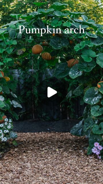 Tasha Medve | 🌿sustainable living on Instagram: "MAGICAL✨ And my most asked question... Do the pumpkins fall on your head? lol Or do you have to support them? Did you know...The vines get stronger as the pumpkin gets bigger? It was so cool to witness this year. I wrapped the first pumpkin thinking I had to support and then 25 more pumpkins started growing and I watched them all support themselves and the vines were amazing... I didn't do anything! I helped the vines grow up the trellis just a little bit. I tied 4-5 spots on the trellis to ensure they would grow up. I grew some from seed and transplanted AND I grew some right in the ground at the arch (direct sowed) Surprise! The ones that I planted in the ground did way better and I will direct sow more this year and transplant on Pumpkin Arch Garden, Pumpkin Trellis Ideas, Gardening 2023, Pumpkin Arch, Pumpkin Trellis, Pumpkin Wine, Farmhouse Fixer Upper, Pumpkin Vine, Growing Pumpkins