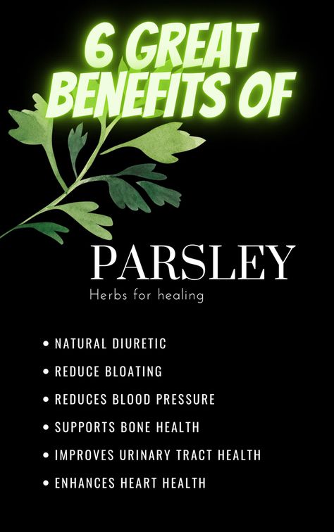 6 great benefits of parsley title, black background, photo of parsley herb Benefits Of Parsley, Herbs For Healing, Parsley Benefits, Health Herbs, Water Retention Remedies, Benefits Of Vitamin A, Natural Diuretic, Wellness Shots, Great Health