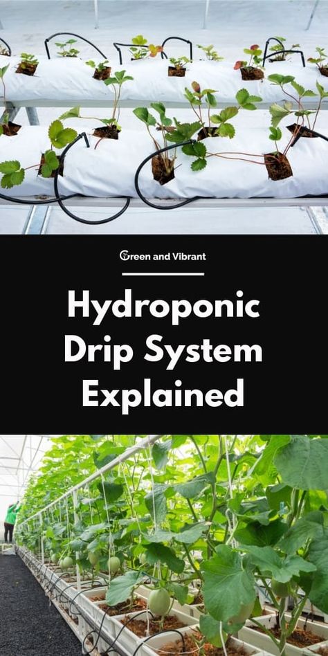 How To Set Up A Hydroponic System, Hydroponic Drip System, Backyard Science, Nft Hydroponics, Hydroponic Gardening Diy, Soil Nutrients, Plants 101, Indoor Hydroponic Gardening, Veggies Garden