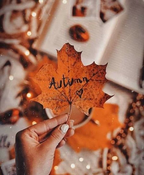 Fall Mood Board, Cute Fall Wallpaper, Fall Inspiration, Foto Tips, Autumn Scenery, Fall Photoshoot, Autumn Leaf, Fall Feels, Fall Pictures