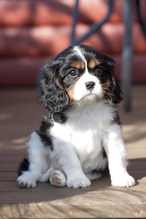 This is Elvis, our second Cavalier King Charles Spaniel.  He has the sweetest temperament and is a complete joy to be around <3 .  He is about 8 weeks old in this photograph. Spaniel Silhouette, Trained Dog, Perro Shih Tzu, King Charles Puppy, Cavalier King Charles Dog, Small Puppy, King Charles Dog, King Charles Cavalier Spaniel Puppy, Dogs Breeds