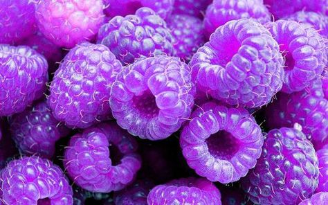 Pretty Raspberry's Purple Fruit, Purple Food, Lavender Haze, Purple Vibe, Lavender Aesthetic, Dark Purple Aesthetic, Purple Walls, Purple Love, All Things Purple