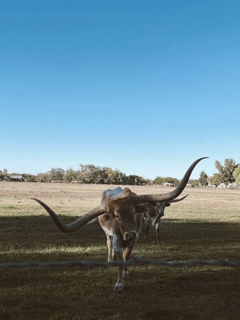 Western Core, 70s Western Aesthetic, Vintage Western Aesthetic, Farm Lifestyle, Western Life, Loving Texas, Western Aesthetic, Ranch Life, Country Western