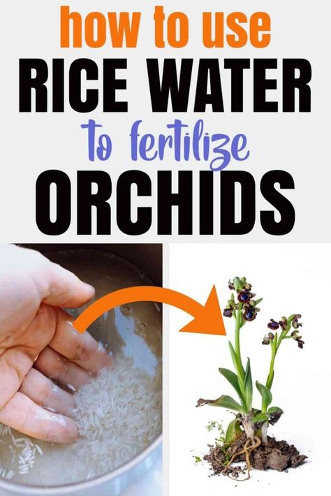 Is Rice Water Good for Orchids? (Answered) - Homestead Gardener Home Made Fertilizer, Plant Knowledge, Orchid Propagation, Indoor Cactus Plants, Fermented Rice Water, Orchids Care, Orchids In Water, Repotting Orchids, Gardening Products