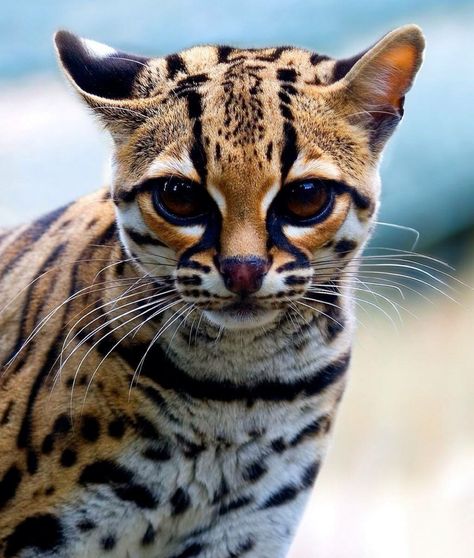 The Margay is a small cat native to Central and South America that is listed as a near-threatened species by the IUCN since 2008 because remaining populations are thought to be declining due to loss of habitat following conversion of forests. Margay Cat, Asian Leopard Cat, Small Wild Cats, Spotted Cat, Exotic Cats, Nocturnal Animals, Endangered Animals, Cheetahs, Beautiful Cats