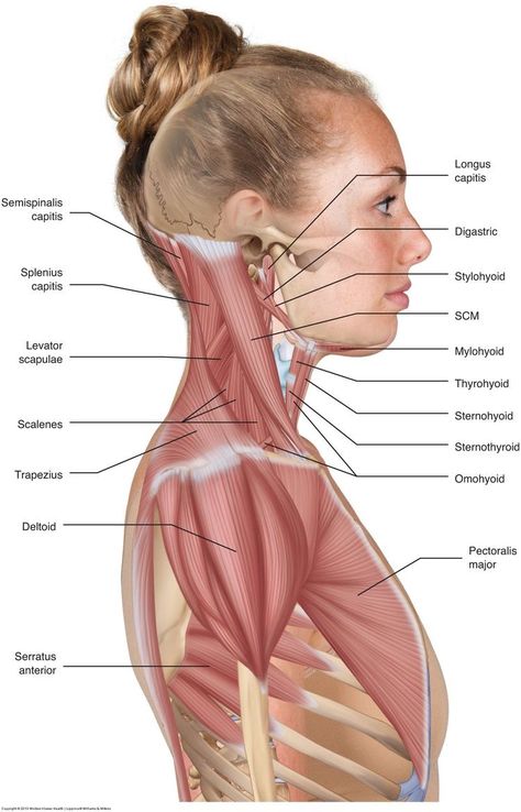 Neck Muscle Anatomy, Punkty Spustowe, Human Muscle Anatomy, Muscles Of The Neck, Bolesti Chrbta, Anatomy Physiology, Human Body Anatomy, Muscular System, Cervical Spine