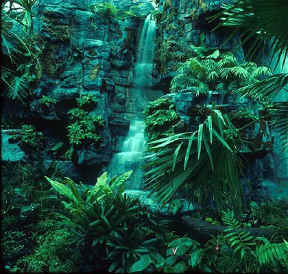 African Rainforest, Rainforest Biome, Rainforest Plants, Amazon River, River Basin, Biome, Tropical Forest, Amazon Rainforest, Tropical Rainforest