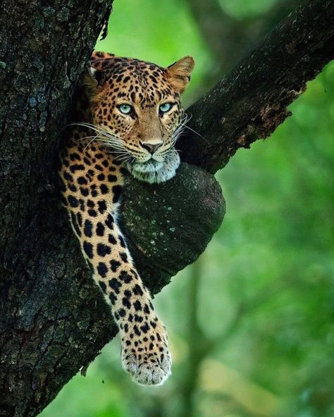 The Leopard, Majestic Animals, Cat Family, Wildlife Animals, Leopards, Animal Planet, Animal Photo, Nature Animals, Beautiful Cats