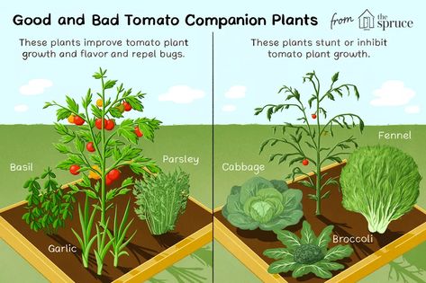 Tomato Companion Plants, Companion Planting Chart, How To Plant Carrots, Garden Companion Planting, Tattoo Plant, Grow Tomatoes, Companion Plants, Plants Growing, Home Vegetable Garden