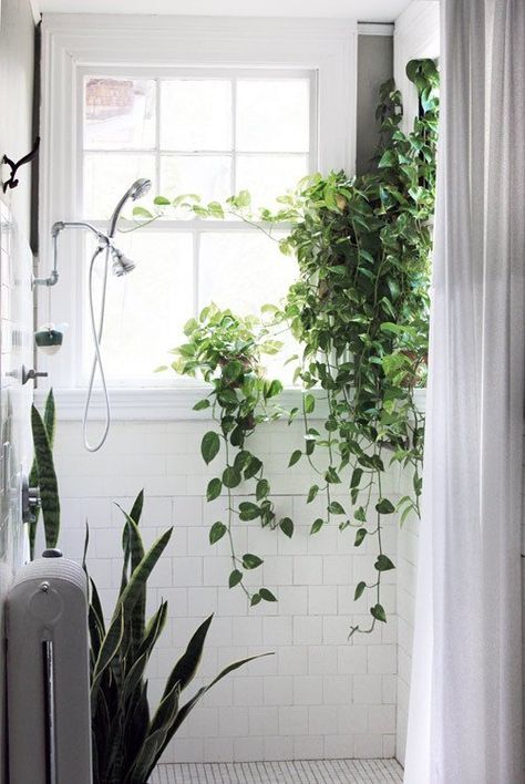 Bathroom plant idea for you...You could have vine plant setting on your shower ledge.  Add a Little Green: Plants in the Bathroom | Apartment Therapy Bathroom With Plants, Plants Growing, Bathroom Plants, Indoor Gardens, Bathroom Windows, Bathroom Redo, Green Bathroom, Design Sponge, Cool Plants