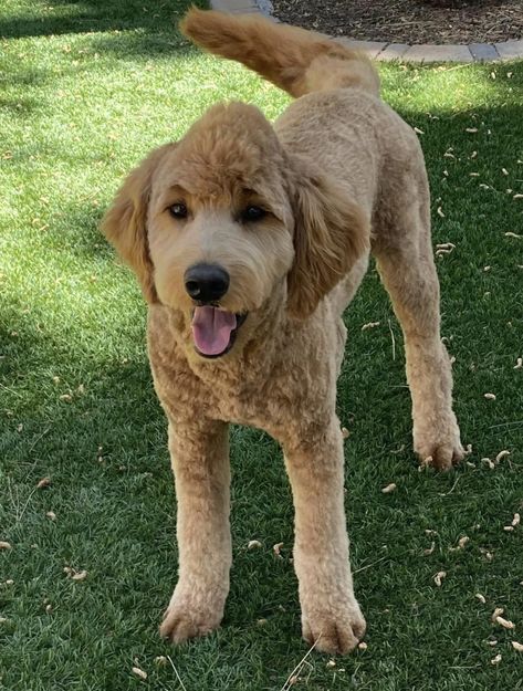 Cool Doodle Haircuts, Goldendoodle Mullet Haircut, Labradoodle Shaved Face, Golden Doodle Dyed Hair, Male Goldendoodle Haircut, Golden Doodle Mohawk Haircut, Mohawk Dog Haircut, Female Goldendoodle Haircut, Dog Mohawk Haircut