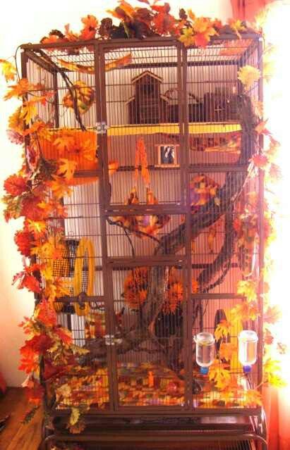 This is how I want my Sugar Glider cage set up. #DIY Pet Rat Cages, Rattus Rattus, Sugar Glider Cage, Sugar Glider Toys, Pfp Cat, Chinchilla Cage, Ferret Cage, Rat Toys, Rat Cage