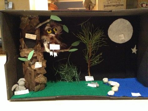 Northern Saw Whet Owl diorama Owl Diorama, Northern Saw Whet Owl, Habitat Diorama, Owl Habitat, Habitat Project, Diorama Project, Diorama Kids, Habitats Projects, Homework Ideas