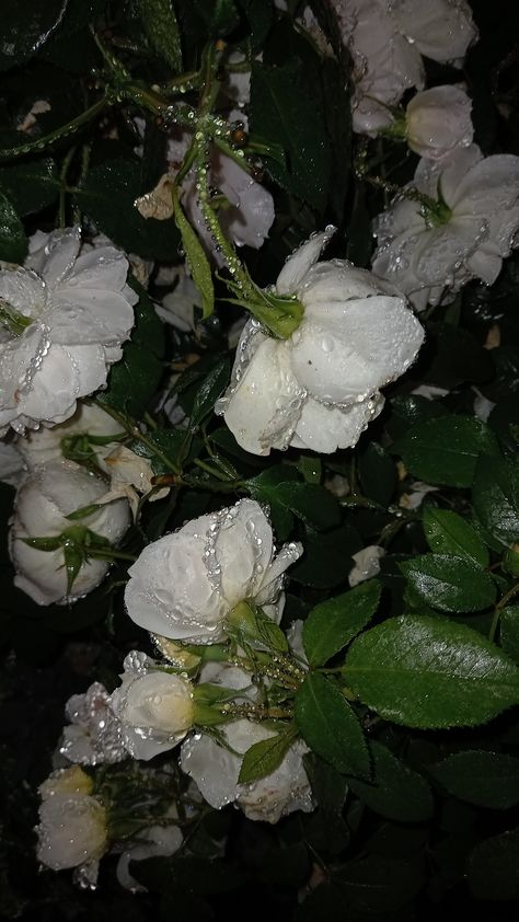 Rainy night photo Rainy Window Flowers Wallpaper, Rainy Flowers Wallpaper, Rainy Phone Wallpaper, Rain And Flowers Aesthetic, Rainy Window Wallpaper, Rainy Flower Wallpaper, Rainy Lockscreen, Rain Flower Wallpaper, Rainy Flowers Aesthetic