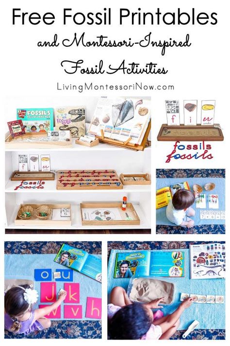 Free fossil printables and Montessori-inspired fossil activities for preschool through early elementary; perfect for home or classroom for a fossil or dinosaur theme - Living Montessori Now Fossils Activities, Turtle Activities, Introduction Activities, Bee Activities, Plant Activities, Montessori Lessons, Dinosaur Printables, Montessori Practical Life, Montessori Preschool