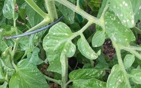 If you are starting to notice some white spots on your tomato leaves, you are probably wondering what causes them and how to get rid of these spots. Learn More! https://www.backyardcaring.com/what-causes-white-spots-on-tomato-leaves/ Tomato Diseases Leaves, Tomato Plant Diseases, Tomato Plant Food, Heirloom Tomato Plants, Tomato Disease, Tomato Problems, Tomato Leaves, Tomato Seedlings, Tomato Plant