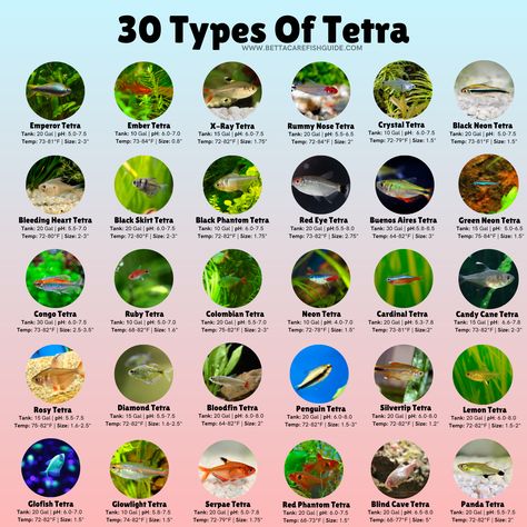 Congo Tetra Fish, Fish Classification, Tetra Fish Tank, Freshwater Aquascape, Community Fish Tank, 10 Gallon Fish Tank, Aquarium Tanks, Tanaman Air, Fish Information