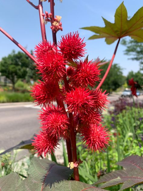 Castor bean plant Toxic Tattoo, Poisonous Flowers, Castor Bean Plant, Castor Bean, Bean Plant, Castor Oil, Botany, Tattoos, Plants