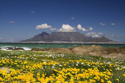 Table mountain spring. Table mountain in cape town in spring , #Affiliate, #mountain, #Table, #spring, #town, #cape #ad Table Mountain Cape Town, South African Airways, Port Elizabeth, Garden Route, Table Mountain, Cape Town South Africa, Southern Africa, World Heritage Sites, Cape Town