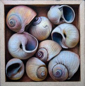 Nicole Caulfield | Shells. Color Pencil Drawing Tutorial, Pencil Drawing Tutorial, Shell Drawing, Pencil Drawing Tutorials, Sea Life Art, Drawing Color, Seashell Painting, Colour Pencil, Colored Pencil Techniques